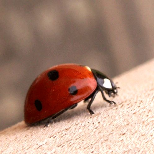 Ladybird