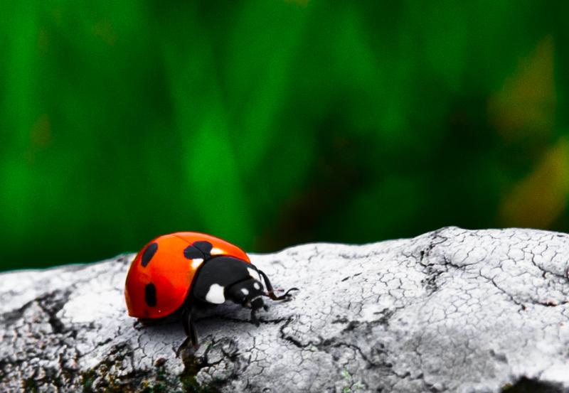 Ladybird