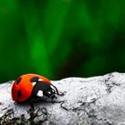 Ladybird