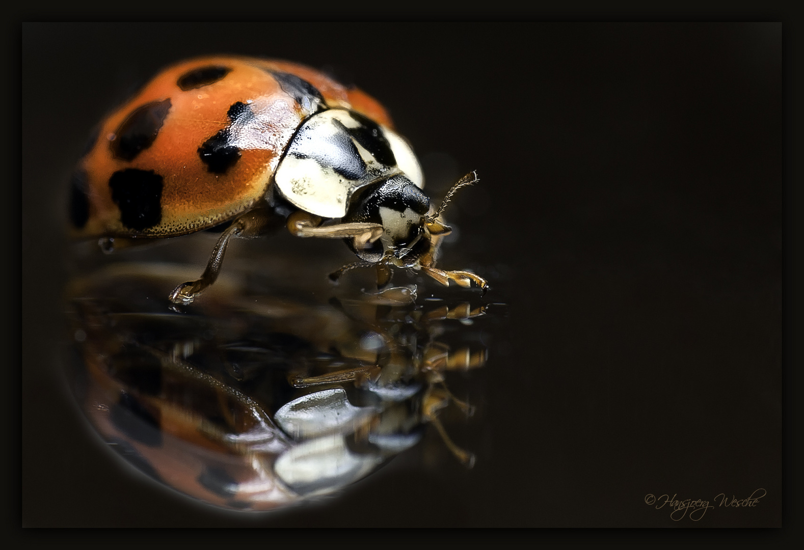 Ladybird