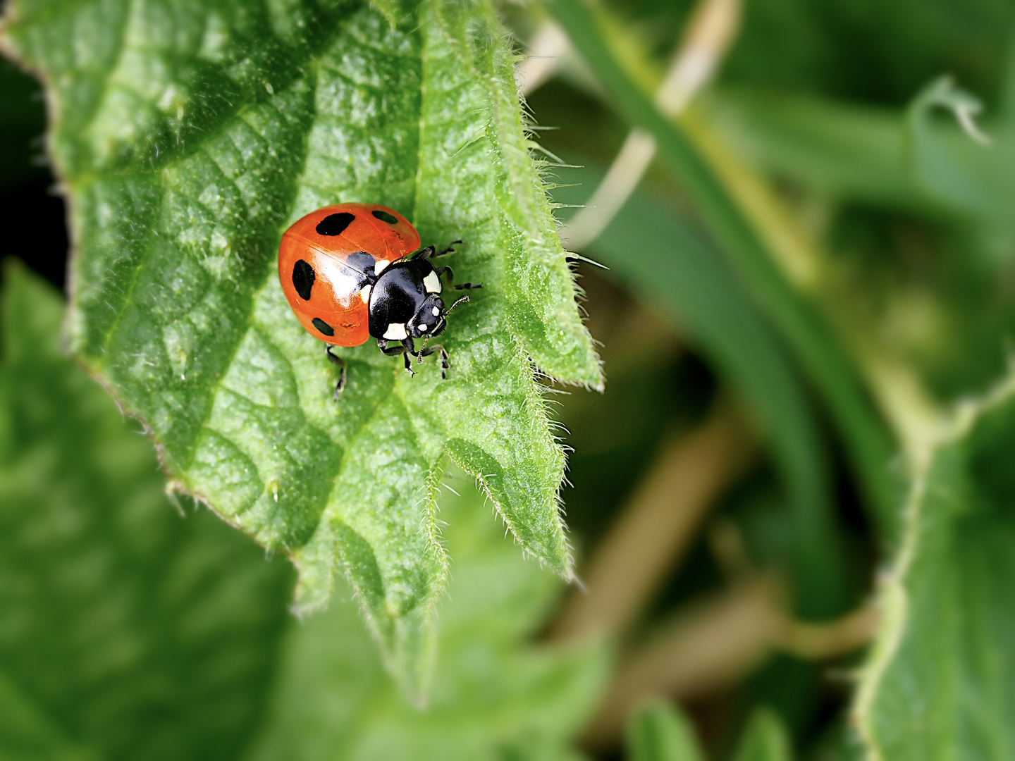 Ladybird