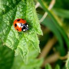 Ladybird