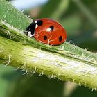 Ladybird