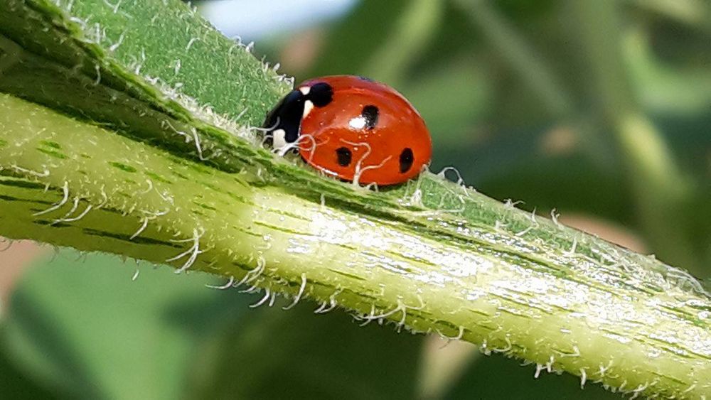 Ladybird