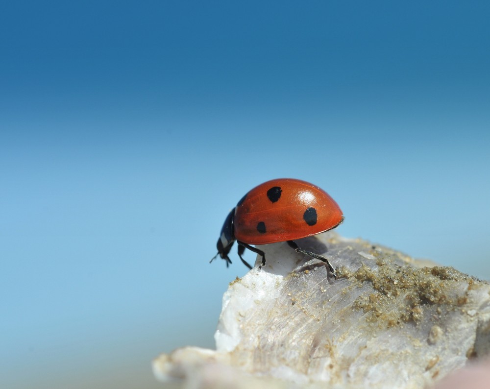 Ladybird