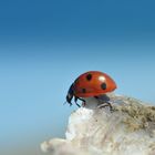 Ladybird