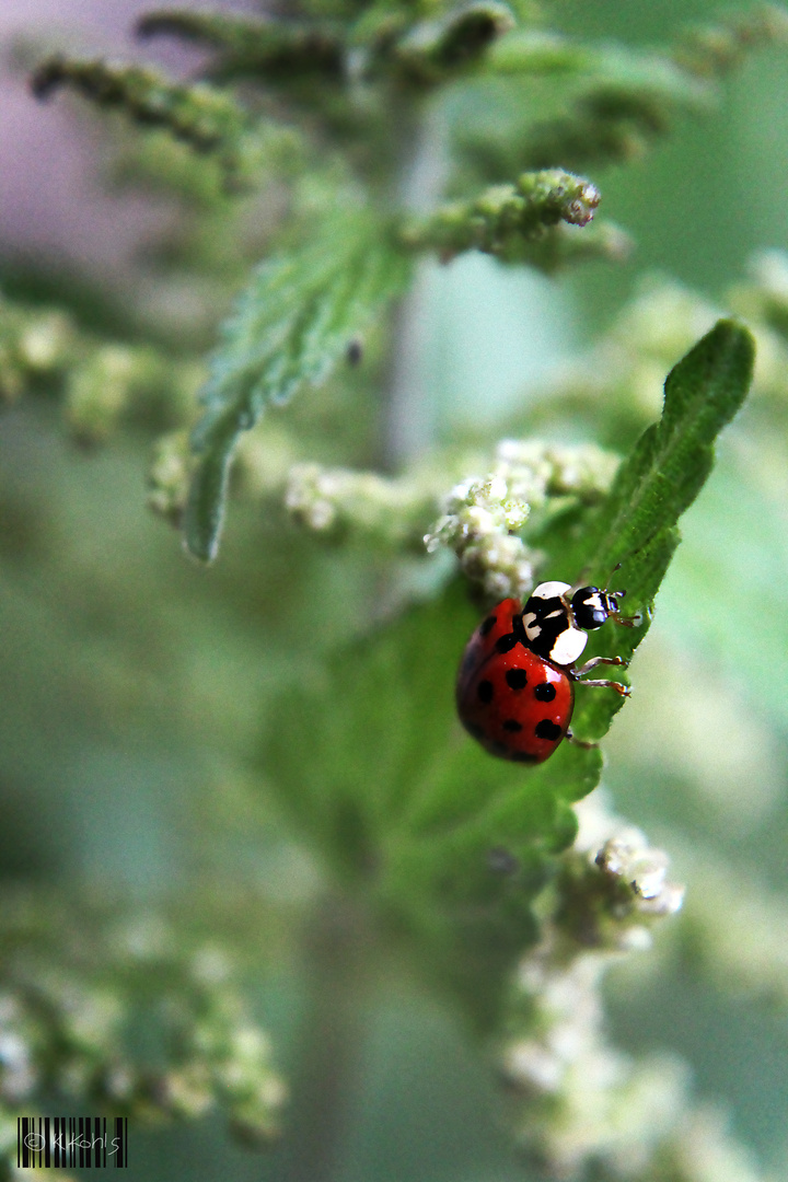 ladybird