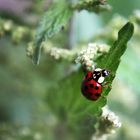 ladybird