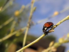 Ladybird