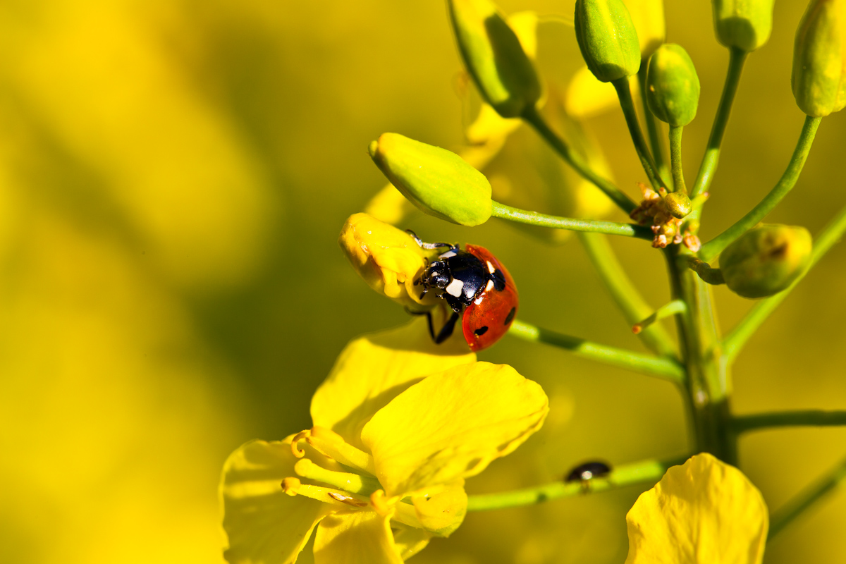 Ladybird