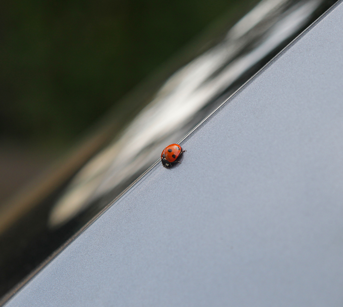 ladybird . /