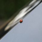 ladybird . /