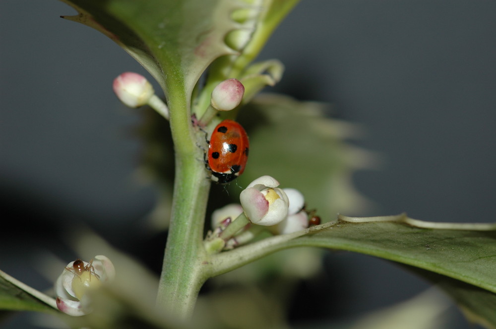 Ladybird