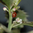 Ladybird