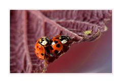 - Ladybird -