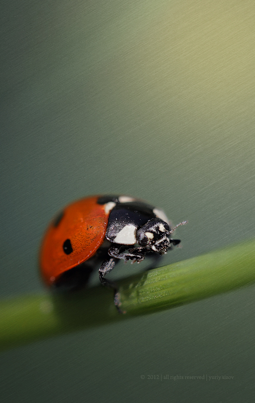 Ladybird