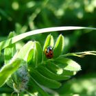 ladybird