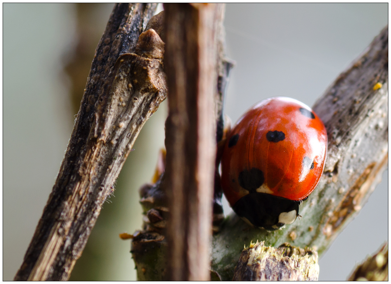 ladybird