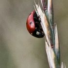 ladybird