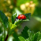 Ladybird