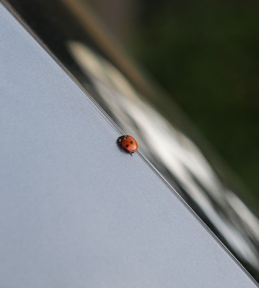 ladybird .\.