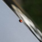 ladybird .\.