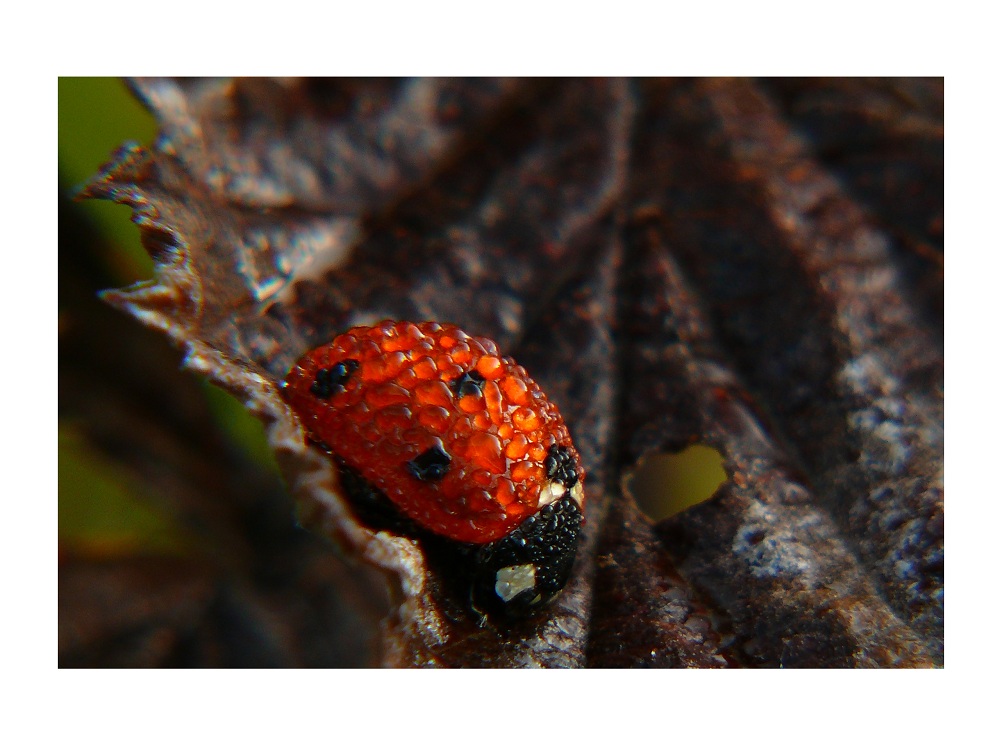 ~ Ladybird ~
