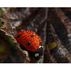 ~ Ladybird ~