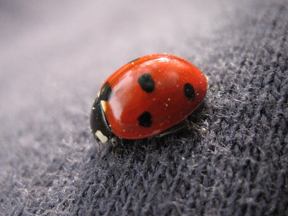 Ladybird