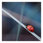 Ladybird