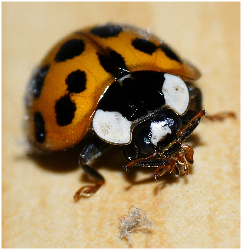 ladybird