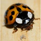 ladybird