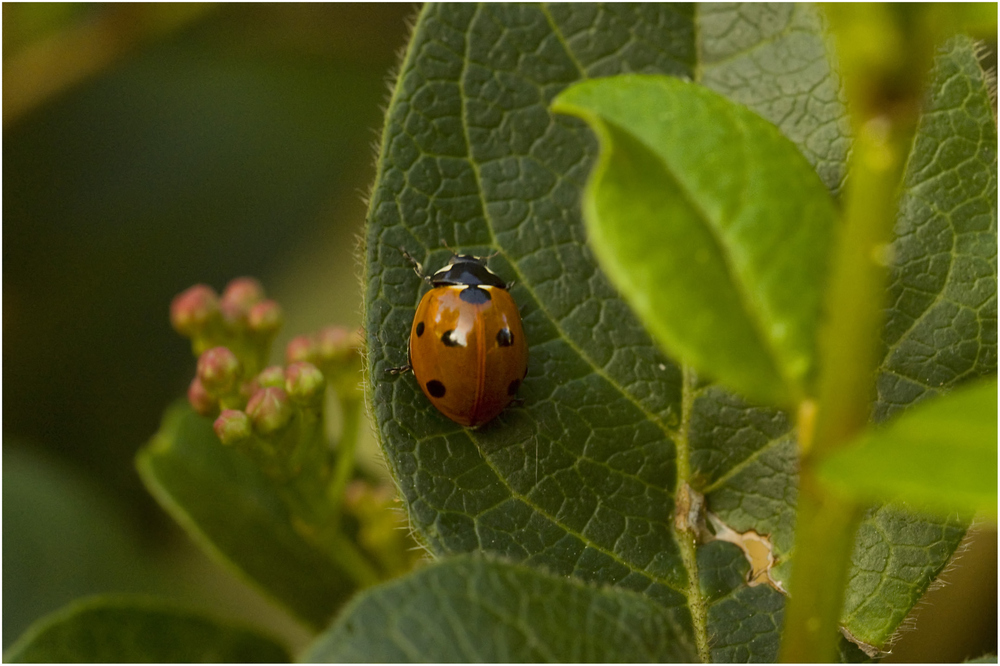 Ladybird