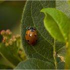 Ladybird