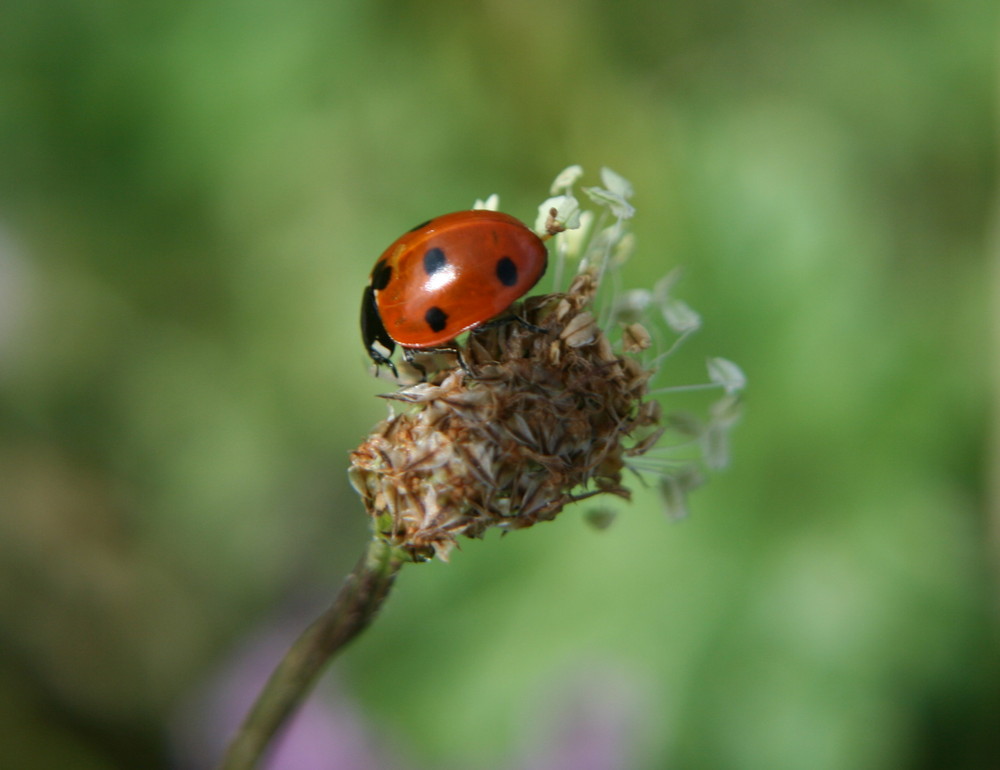 Ladybird