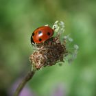 Ladybird