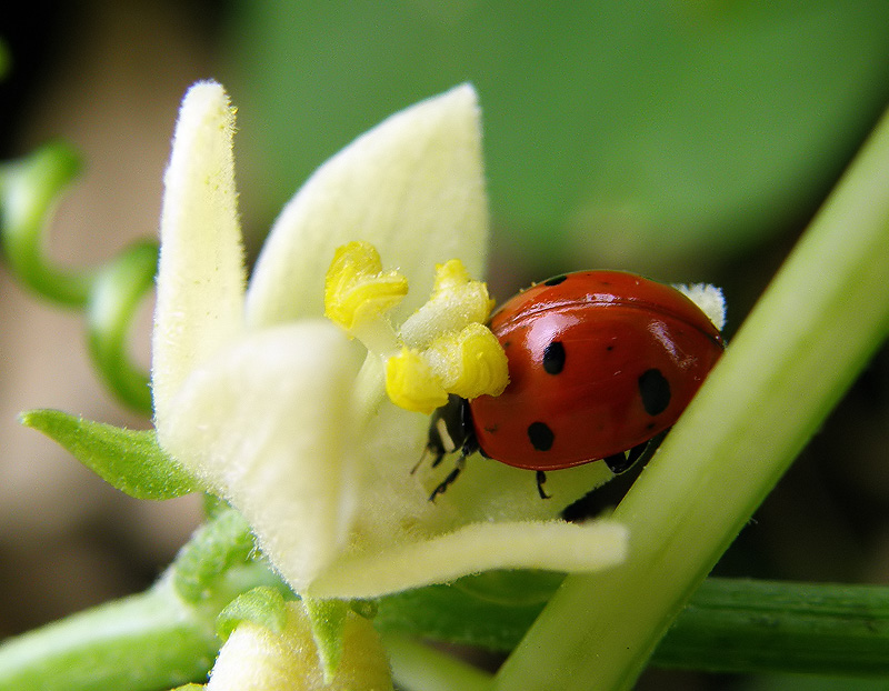 Ladybird