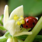 Ladybird