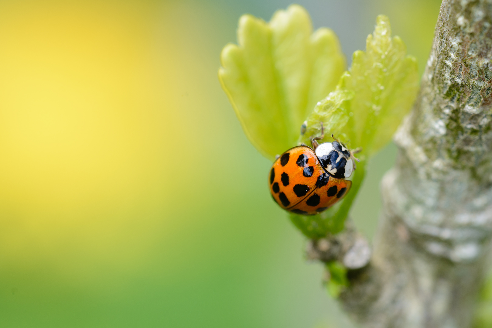 Ladybird