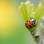 Ladybird