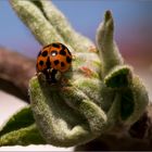 Ladybird