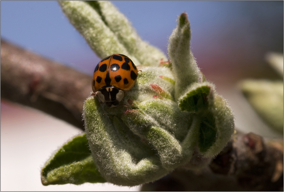 Ladybird