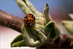 Ladybird