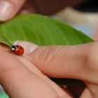 Ladybird and hand