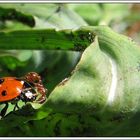 Ladybird and hot-tempered ant