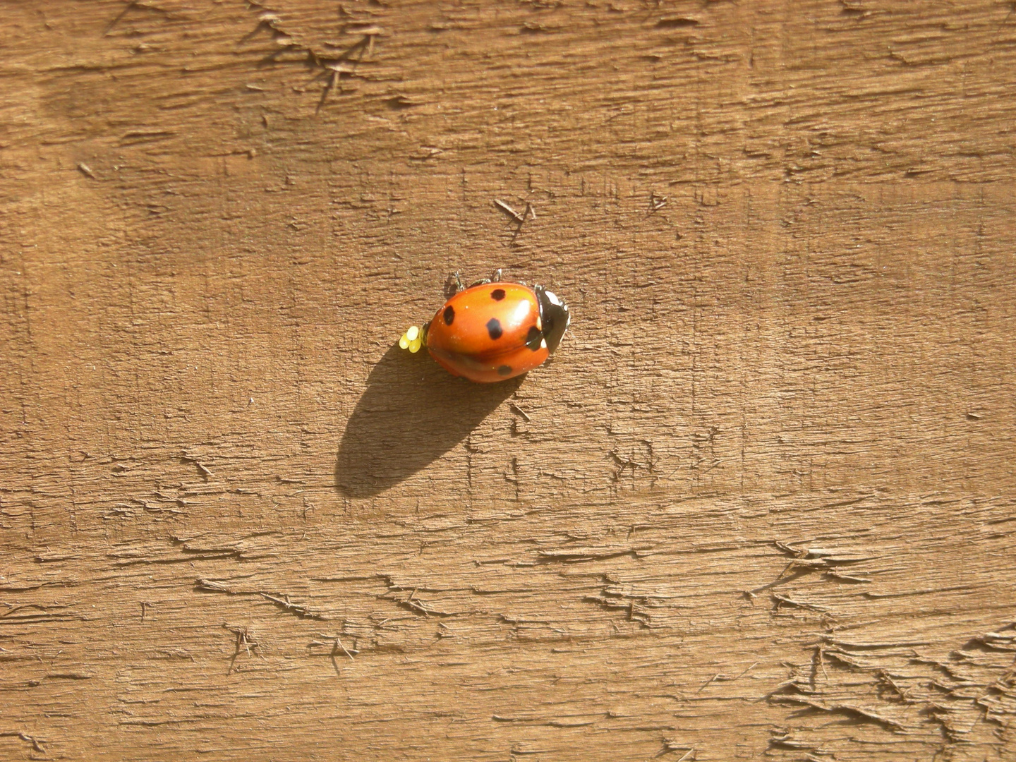 Ladybird And It's Eggs