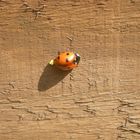 Ladybird And It's Eggs