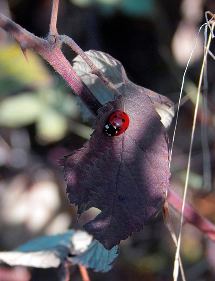 ladybird