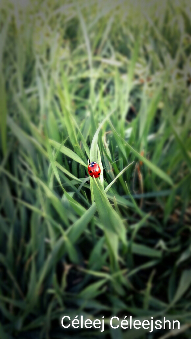 Ladybird