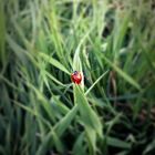 Ladybird